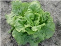 salata1